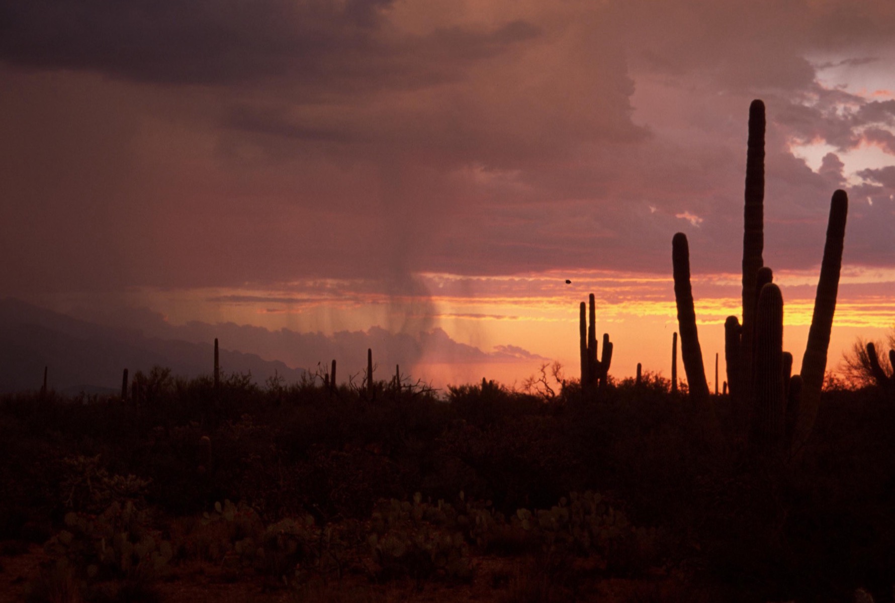 Saguaro cacti silhouetted against a monsoon sunset in Saguaro National Park, Arizona